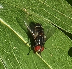 Winthemia quadripustulata
