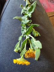Pulicaria dysenterica