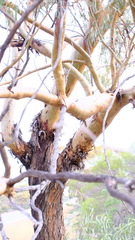 Eucalyptus loxophleba supralaevis