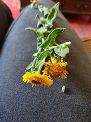 Pulicaria dysenterica