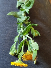 Pulicaria dysenterica