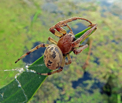 Larinioides cornutus