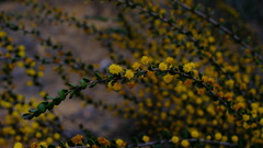 Acacia leptospermoides obovata
