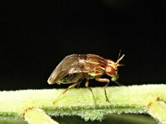 Steganopsis melanogaster