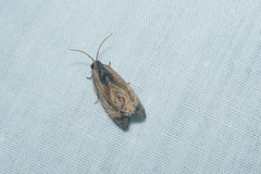 Cryptophlebia repletana
