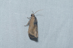 Cryptophlebia repletana