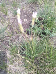 Scorzonera purpurea