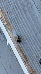 Calopteron