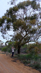 Eucalyptus loxophleba supralaevis