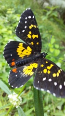 Chlosyne poecile