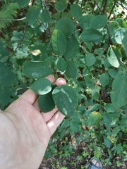 Amelanchier spicata