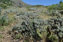 Astragalus arnacantha