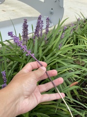 Liriope