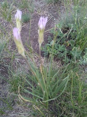 Scorzonera purpurea
