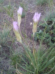 Scorzonera purpurea