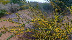 Acacia leptospermoides obovata