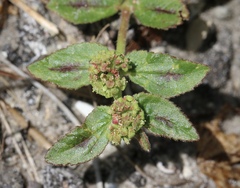 Euphorbia hirta