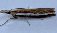 Agriphila latistria