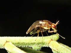 Steganopsis melanogaster