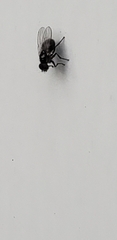 Milichiidae