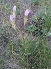 Scorzonera purpurea