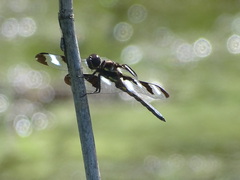 Libellula pulchella