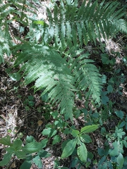 Dryopteris filix-mas