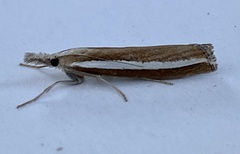 Agriphila latistria