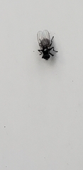 Milichiidae