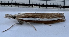 Agriphila latistria