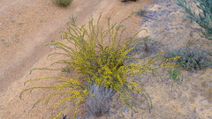 Acacia leptospermoides obovata
