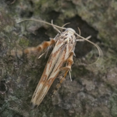 Stathmopoda stimulata