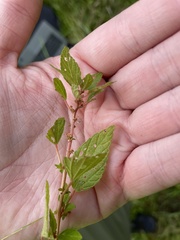 Acalypha rhomboidea
