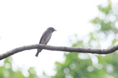 Muscicapa sibirica