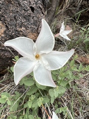 Mandevilla macrosiphon