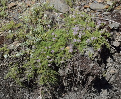 Thymus tauricus