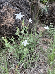 Mandevilla macrosiphon