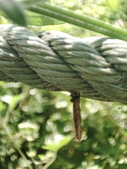 Pterygota
