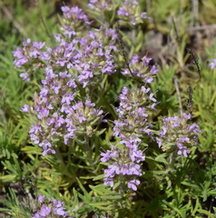 Thymus tauricus