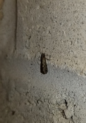 Polycentropodidae