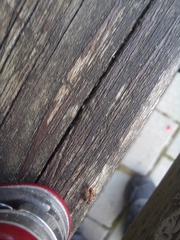 Myrmica
