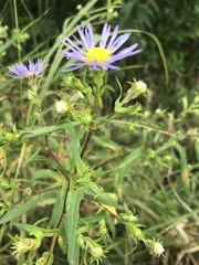 Symphyotrichum puniceum
