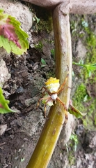 Araneidae