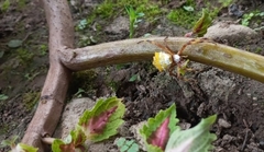 Araneidae