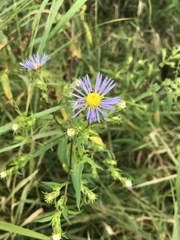 Symphyotrichum puniceum