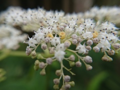 Sambucus javanica