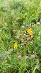 Pilosella novosibirskensis