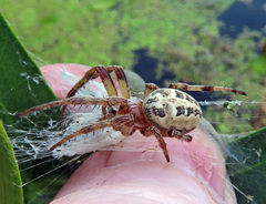 Larinioides cornutus