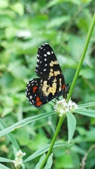 Chlosyne poecile