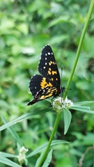 Chlosyne poecile